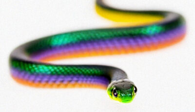 Regenbogenschlange