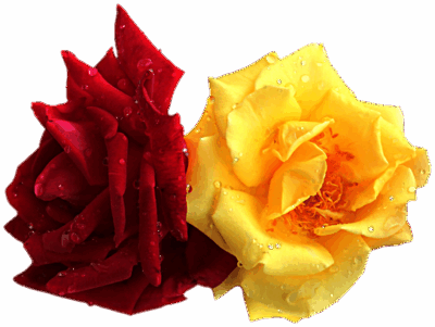 eine gelbe und eine rote Rose