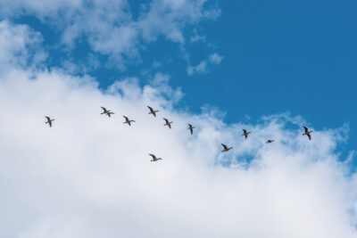 Ein Schwarm Gänse vor blauem Himmel.